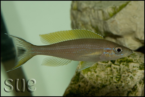 Paracyprichromis brieni 'Kitumba'